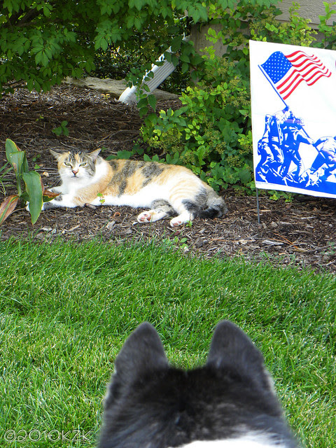DSCN6402 Storm and Calico