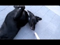 [10000 impressions √] 2 mois bebe staff noir 253187