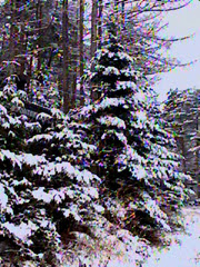 forest13-1.jpeg