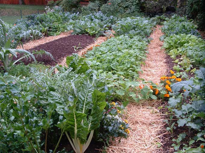 Vegetable Garden