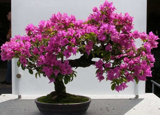 Bunga Bougenville Singapore