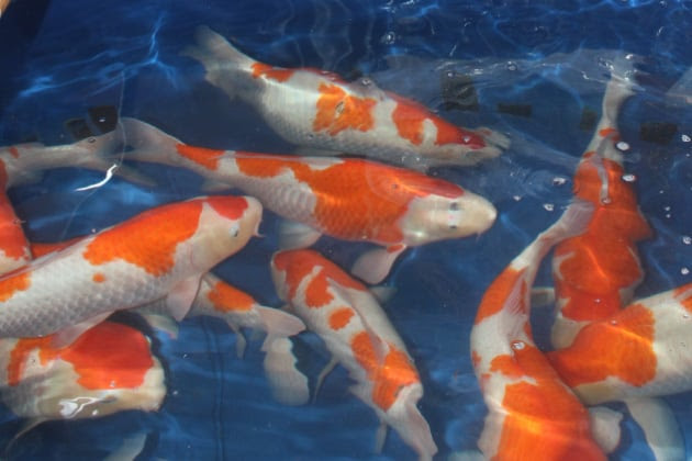 Kodama Koi Garden - Patchogue, NY