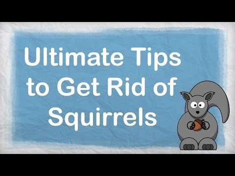 How To Get Rid Of Squirrels  ULTIMATE Repellent For Getting Rid Of Squirrels  How To Repel 