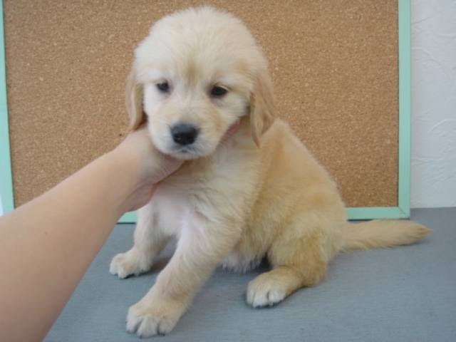 子犬出産情報 ゴールデンレトリバー ペット通販のオレンジハウス ペットショップ兼ブリーダー