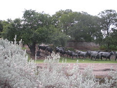 Cattle Drive in Pioneer Plaza