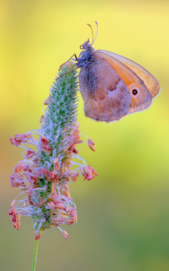 nature portrait best of week photo