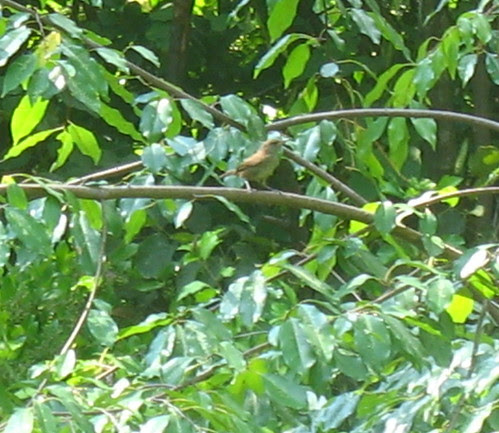 nature note wren IMG_2615
