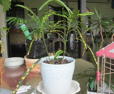 １００均の植物をデカく育てるのが上手い母 その極意 きんぎょぶろぐ