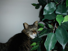 Jungle Kitty 2