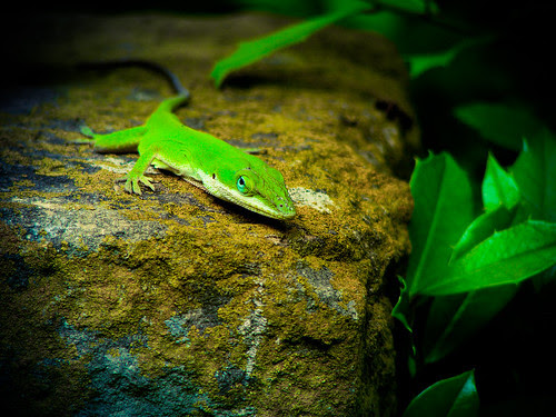 Peering Gecko