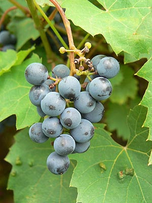 raisin noir.jpg