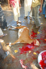 Jimba Is Dead But Alive On My Blog by firoze shakir photographerno1