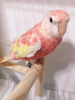 アキクサインコ Papagalloブログ インコ 餌など