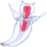 クリオネ ハダカカメガイのイラスト 条件付フリー素材集