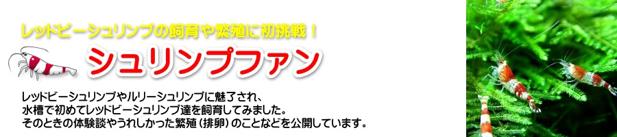 レッドビーシュリンプのグレード レッドビーシュリンプの飼育や繁殖に初挑戦 シュリンプファン