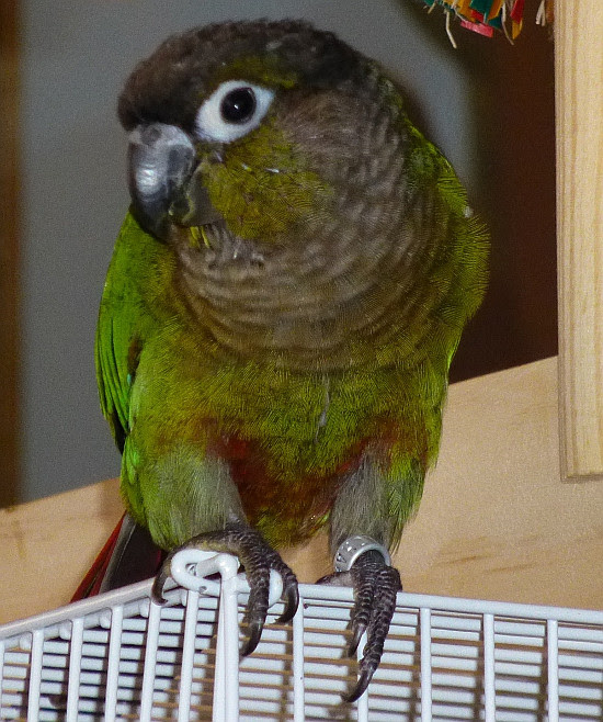 Parrot Forum View Topic Here S Winnie My Mynah Bebe My Gcc