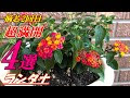 [最も好ましい] コロロ 花 ���やし方 323275-コロロ 花 増やし方