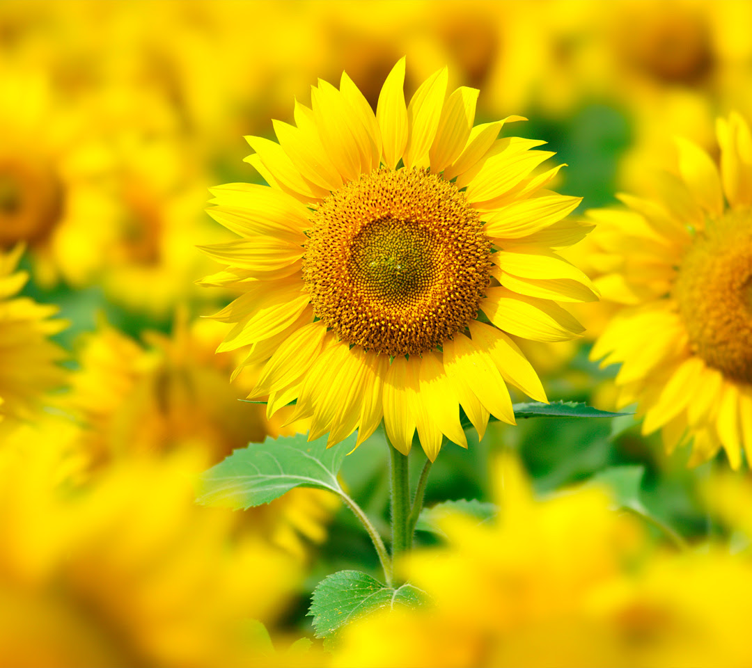 ひまわり 向日葵 1 スマホ壁紙ならandroid壁紙タウン