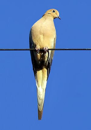 Mourning Dove perched on a wire.