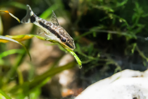 オトシンクルスとプレコの違い 混泳方法について 熱帯魚 淡水魚 海水魚の図鑑