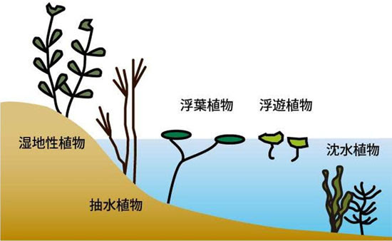 印旛沼の情報が満載 いんばぬま情報広場 資料 データ集 水草豆知識