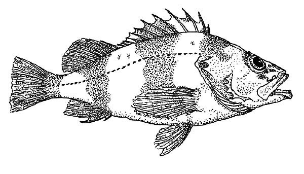 Bass Fish Coloring Pages for Kids | Best Place to Color