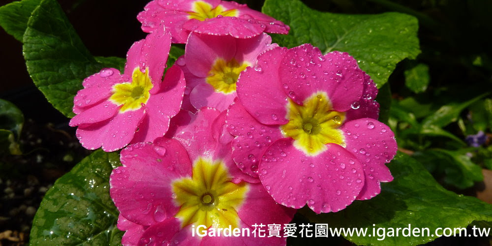第661回花謎擂台 | iGarden花寶愛花園
