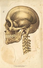anatotete 5