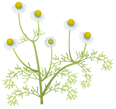 カモミールの無料イラスト 素材屋花子