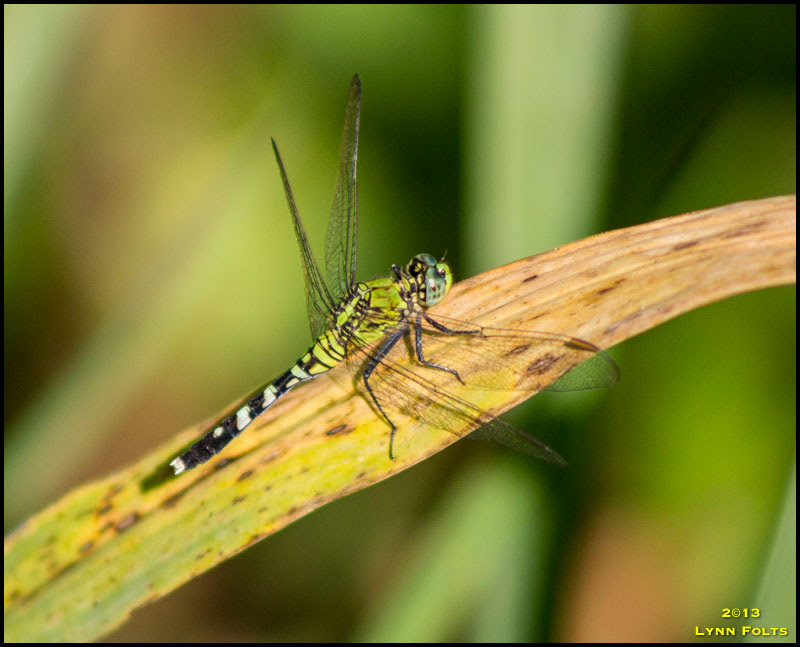 Eastern Pondhawk