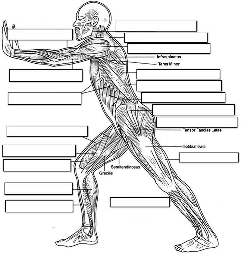 Anatomycorner.com Anatomy resources for teachers and students ...