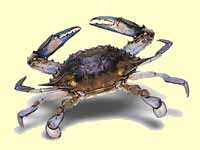 The crab is the animal associated with cancer