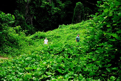 Kudzu Is an Anti-Androgen and Hair Growth Promoter