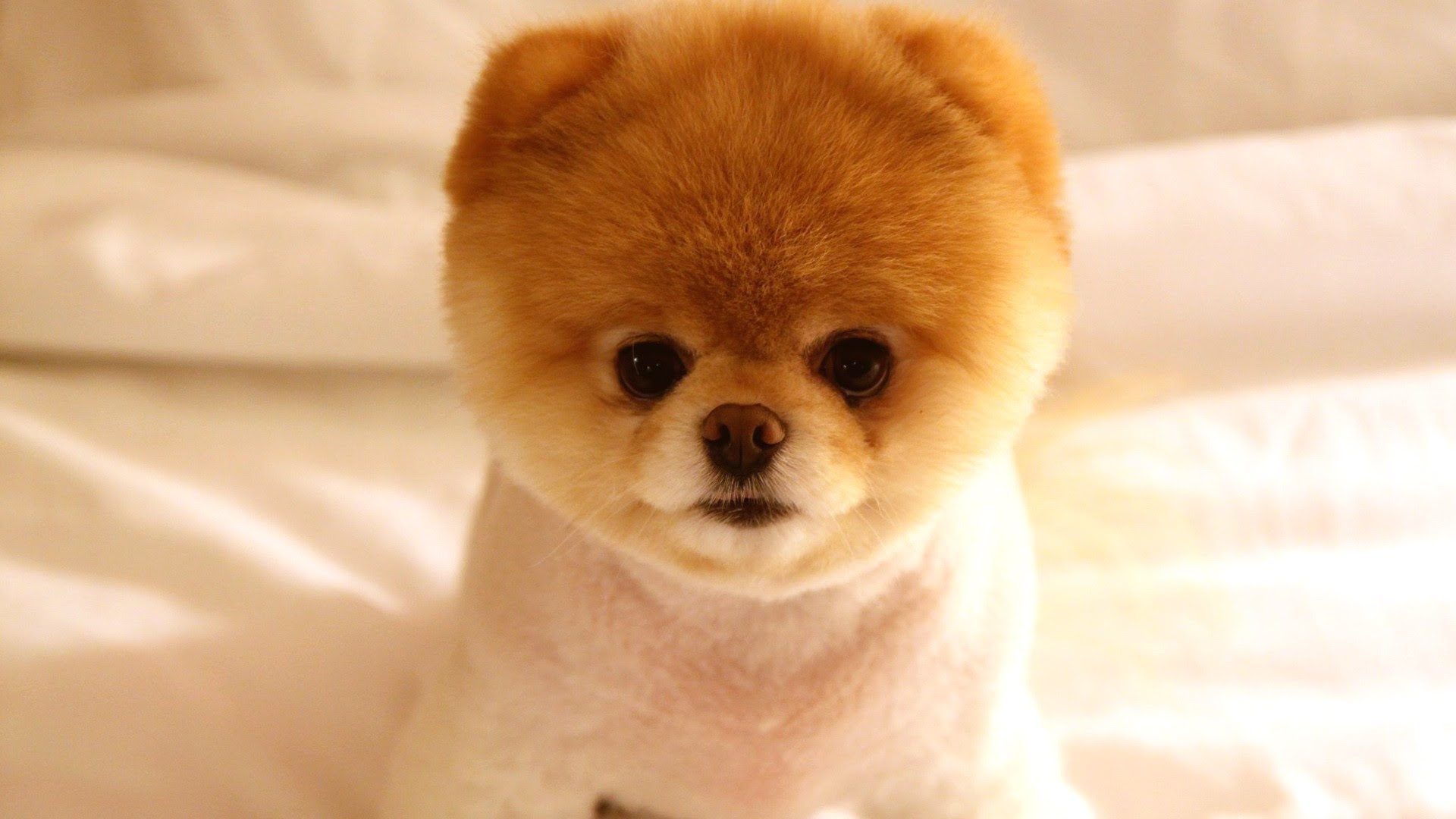 Boo The Dog Wallpaper 48 Images