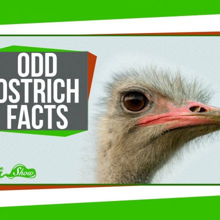 3 Odd Facts About Ostriches