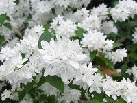 ４月１４日の誕生花 ウツギ 空木 の花言葉 風情 古風 なウノハナ 卯の花 の 秘密 弥生おばさんのガーデニングノート 花と緑の365日 楽天ブログ