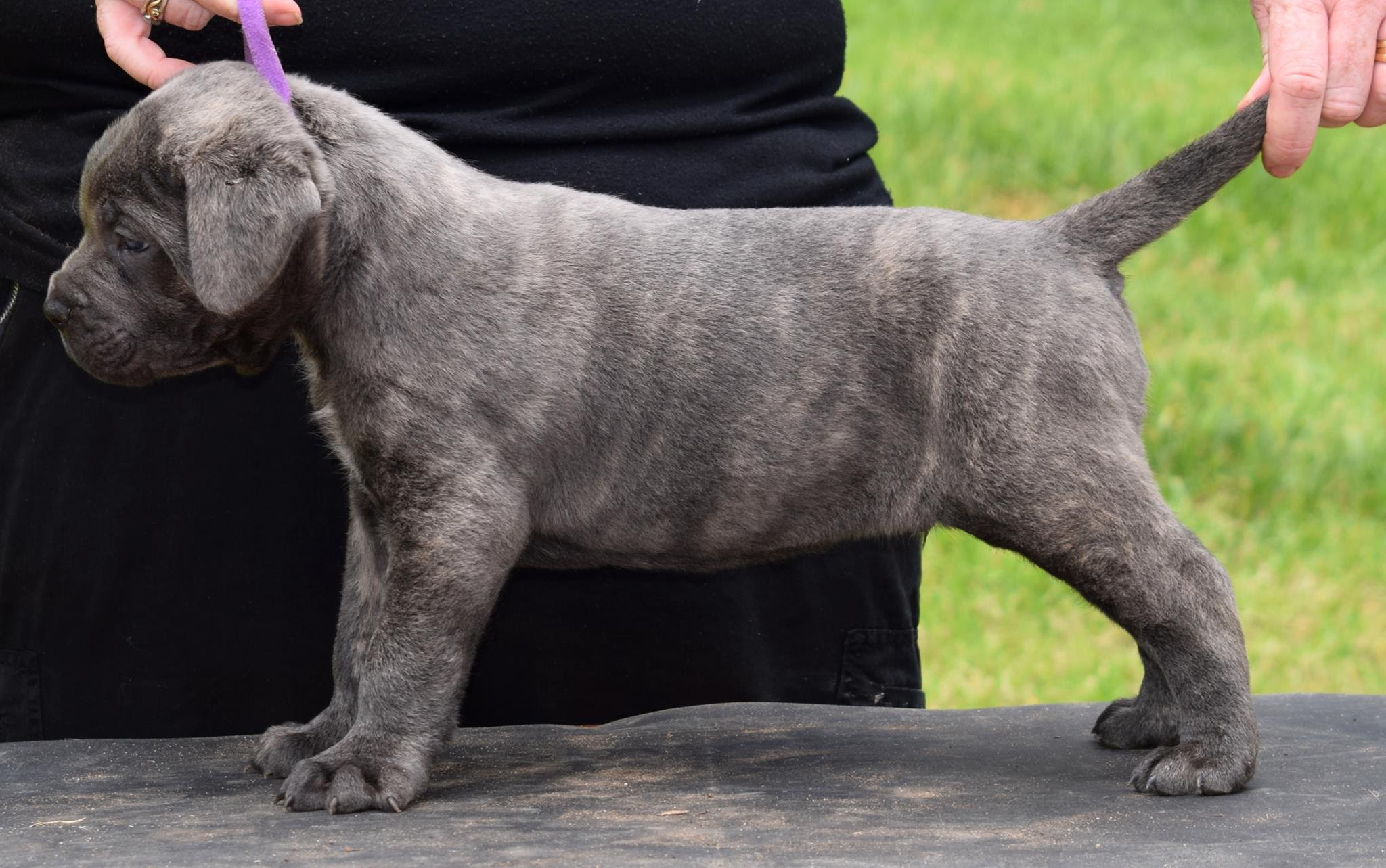 Cane Corso Puppies For Sale