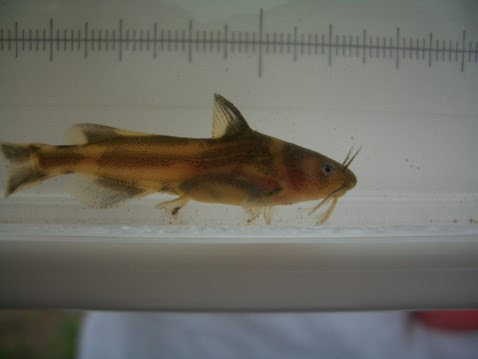 照井堰に住む魚達