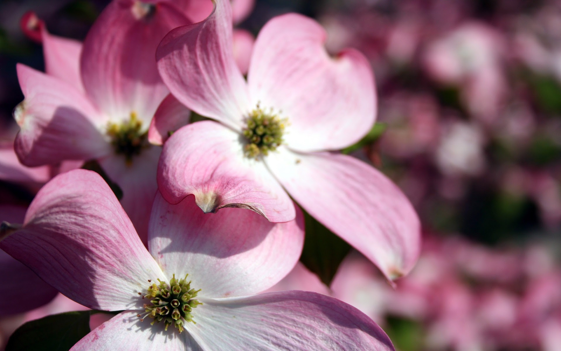 Pink Flowers Wallpapers | HD Wallpapers | ID #5581
