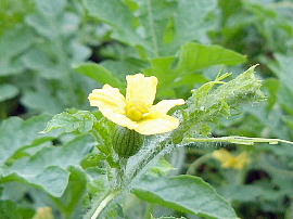 花の部屋 野菜の花 ウリ科 スイカ カボチャ キュウリ