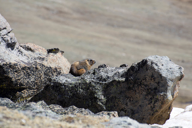 Nice marmot