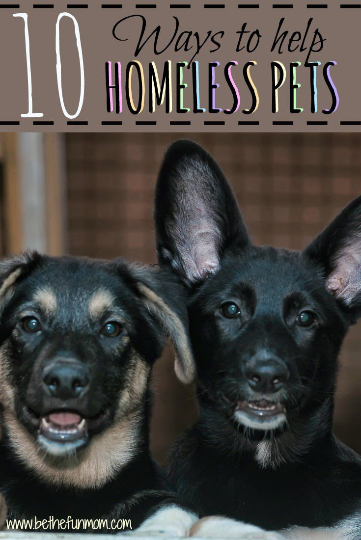 10 Ways to help homeless pets!