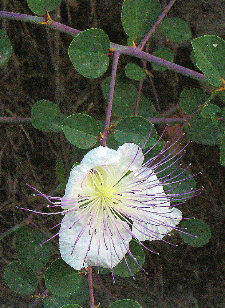 04-06-2011-capparis-spinosa