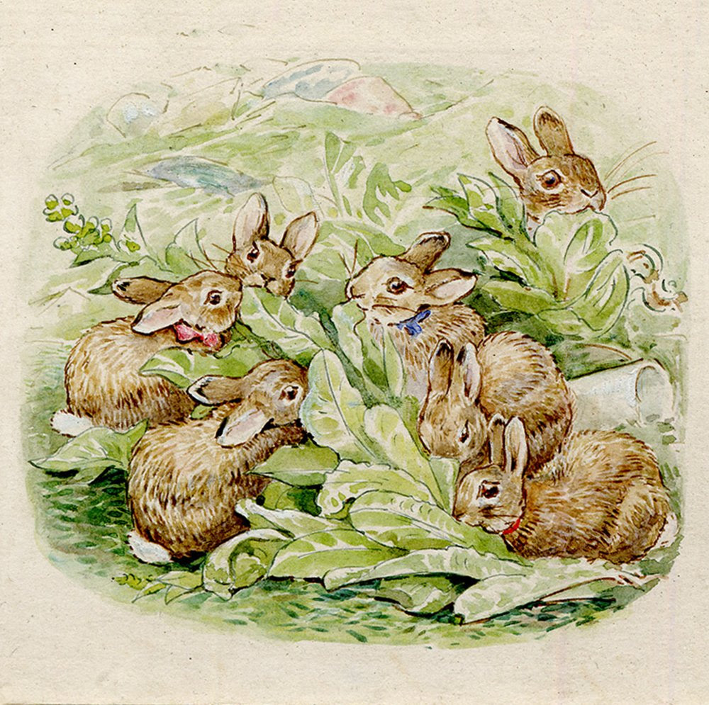 Author Beatrix Potter Was Born In 1866 These Are Her Original Illustrations To The 1909 Book