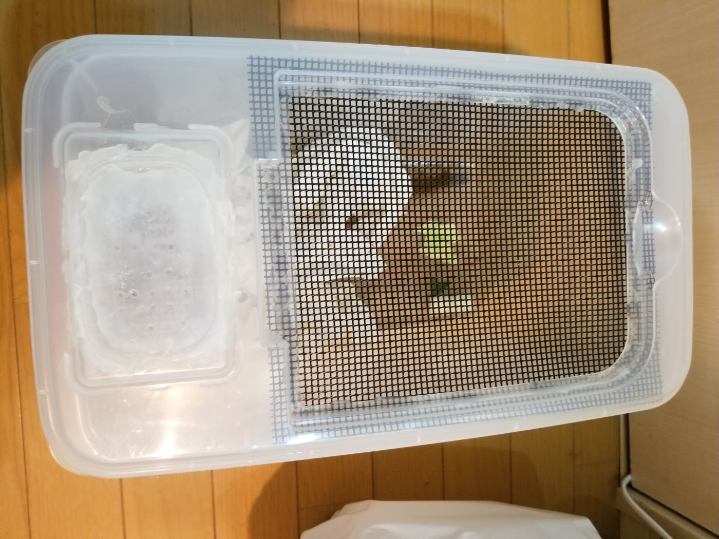 爬虫類飼育の関門 ヨーロッパイエコオロギの育成 完全版前編