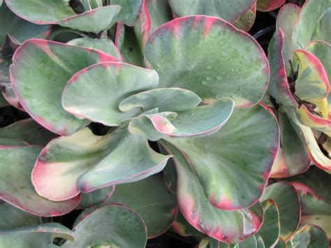 The spores that are the cause of mushrooms growing in houseplant soil is normally introduced by contaminated soilless mix. Kalanchoe luciae 'Fantastic' | World of Succulents