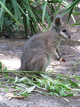 Wildlife Wednesday: Update on the Wallaby Joey at Disney’s Animal Kingdom– 'It’s a boy!'