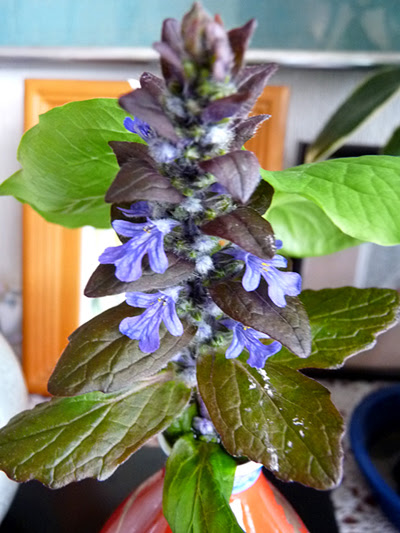 十二単 花 歌まろ花日記