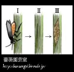 害虫チュウレンジバチ