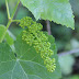 Wild Grape Vine Flowers - These flowers are functionally female, since their pistils are normal.